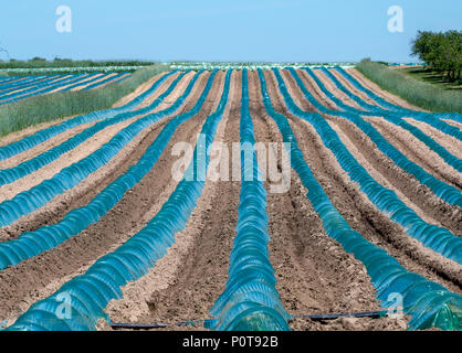 Tragbare Kunststoff eine temporäre Gewächshaus junge Pflanze zu schützen. Stockfoto