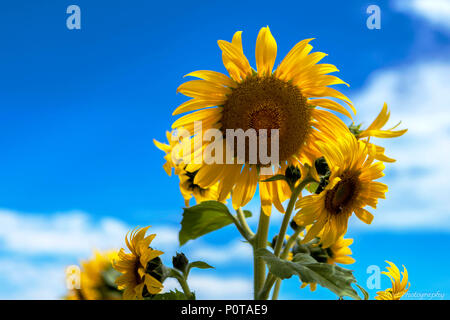 Sonnenblumen und blauer Himmel Stockfoto