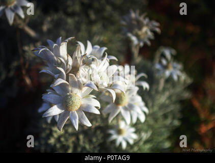 Flanell Blumen her Sprengen aus Heide Stockfoto