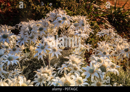 Flanell Blumen strahlend in der frühen Morgensonne Stockfoto