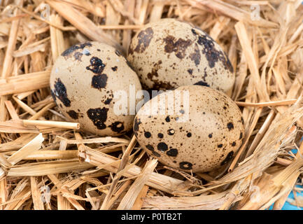 Raw drei beschmutzt Wachtel Eier im Stroh closeup Stockfoto