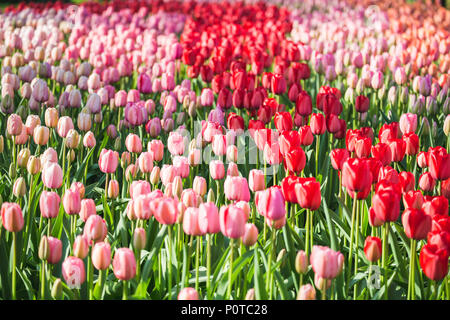 In der Nähe der bunten Tulpen in Blüte, Botanischer Garten, Keukenhof Lisse, Südholland, Niederlande Stockfoto