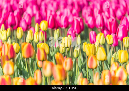 In der Nähe der bunten Tulpen in Blüte, Botanischer Garten, Keukenhof Lisse, Südholland, Niederlande Stockfoto