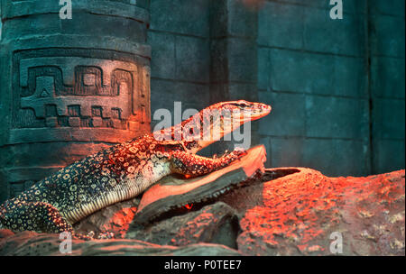 Schöne Varanus acanthurus sitzen auf den Felsen in das Terrarium im Zoo Stockfoto