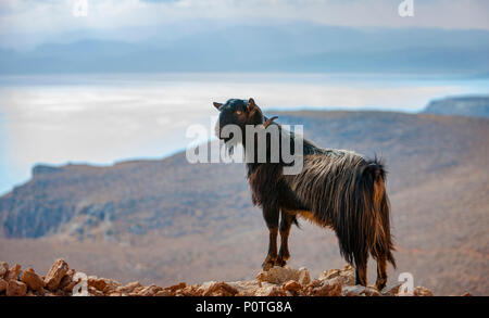 Kretische Ziege in den Bergen vor dem Hintergrund des Mittelmeeres, Kreta, Griechenland Stockfoto