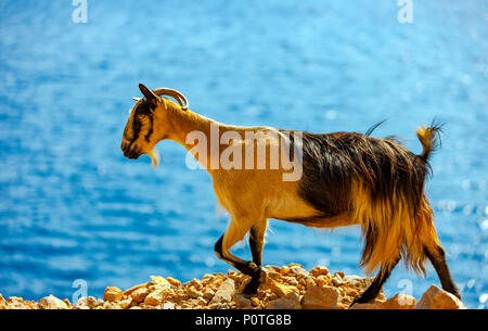 Kretische Ziege in den Bergen vor dem Hintergrund des Mittelmeeres, Kreta, Griechenland Stockfoto