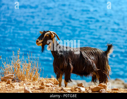 Kretische Ziege in den Bergen vor dem Hintergrund des Mittelmeeres, Kreta, Griechenland Stockfoto