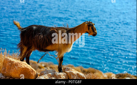 Kretische Ziege in den Bergen vor dem Hintergrund des Mittelmeeres, Kreta, Griechenland Stockfoto