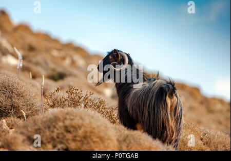 Kretische Ziege in den Bergen vor dem Hintergrund des Mittelmeeres, Kreta, Griechenland Stockfoto