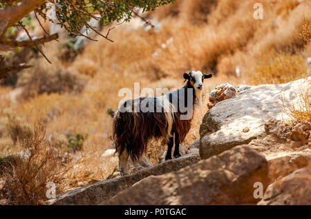 Kretische Ziege in den Bergen vor dem Hintergrund des Mittelmeeres, Kreta, Griechenland Stockfoto