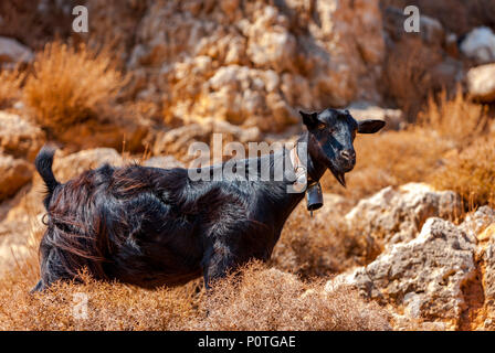 Kretische Ziege in den Bergen vor dem Hintergrund des Mittelmeeres, Kreta, Griechenland Stockfoto