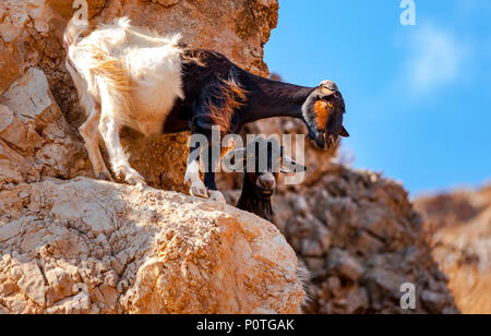 Kretische Ziege in den Bergen vor dem Hintergrund des Mittelmeeres, Kreta, Griechenland Stockfoto