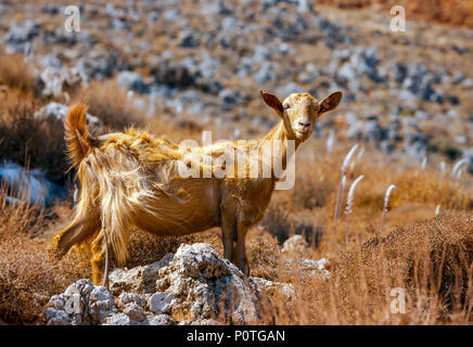 Kretische Ziege in den Bergen vor dem Hintergrund des Mittelmeeres, Kreta, Griechenland Stockfoto