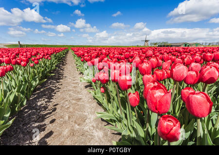 Felder von roten Tulpen umgeben die typische Windmühle Berkmeer Gemeinde Koggenland North Holland Niederlande Europa Stockfoto