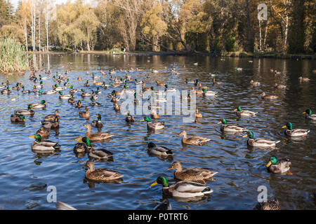 Urban herbst Park mit vielen wilden Enten am Teich auf Morgen. Stockfoto