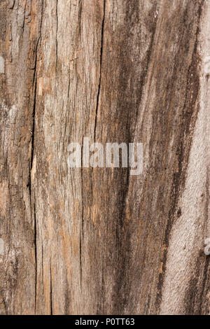 Natürliche braun alte hölzerne facture mit vertikalen Risse als Hintergrund. Stockfoto