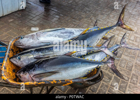 Frische Gelbflossenthun fangen auf dem Fischmarkt in Muscat - 1 Stockfoto