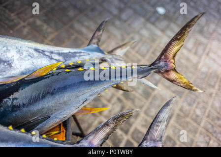 Frische Gelbflossenthun fangen auf dem Fischmarkt in Muscat - 2 Stockfoto