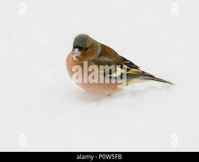 Männchen buchfink vogel im Schnee Stockfoto