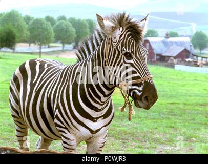 Original Film Titel: Racing Stripes. Englischer Titel: Racing Stripes. Film Regie: FREDERIK DU CHAU. Jahr: 2005. Quelle: WARNER BROS. Bilder / Album Stockfoto