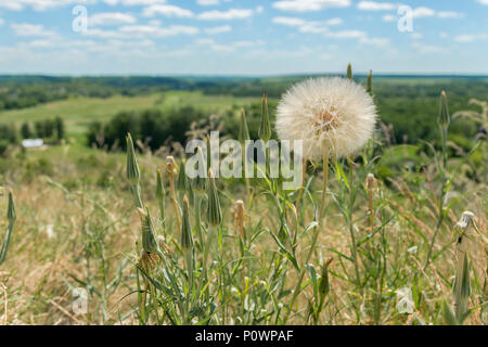 Riesige weiße Löwenzahn im Feld. Stockfoto