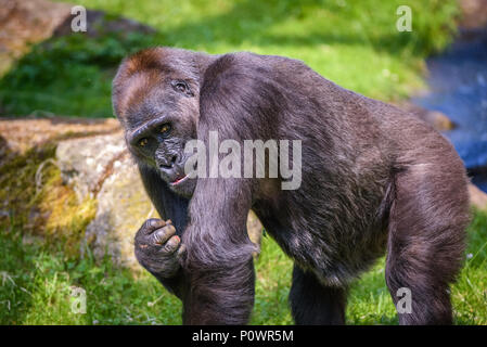 Porträt einer großen westlichen Flachlandgorilla Stockfoto