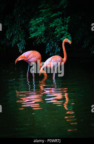 Zwei karibische Flamingos mit Spiegelbild im Wasser Stockfoto