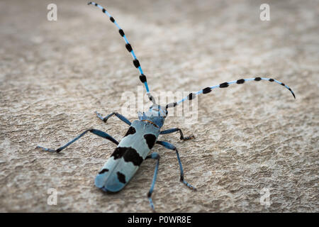 Weibliche Alpine longhorn Beetle (Rosalia alpina, Cerambycidae) auf einer Buche Stockfoto