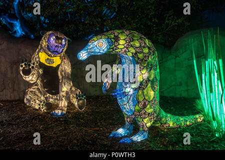 Sun Bear und pangolin am Taronga Zoo für Vivid Sydney 2018 Stockfoto