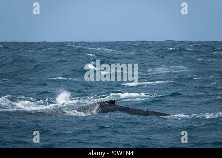 Schwanzflosse eines Buckelwals auf der nördlichen Migration, Tasman Sea, Sydney Stockfoto