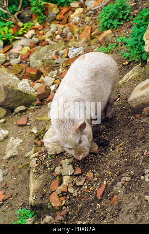 Rosa und Schwarz shaggy Schweine im Schlamm laufen, Österreich Stockfoto