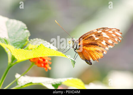 Tiger - Heliconius longwing hecale, schöne orange Schmetterling aus Mittel- und Südamerika Wälder. Stockfoto