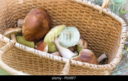 In einer Lichtung im Wald großen Weidenkorb mit einer Vielzahl von gesammelten Wald Pilze. Stockfoto