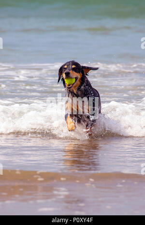 Whitsand Bay, Cornwall, England, Großbritannien Wetter Warm und sonnig Wetter am Strand von Whitsand Bay als Butch genießt die Abkühlung seine Kugel abrufen aus dem Meer. Rame Halbinsel, Cornwall. Stockfoto