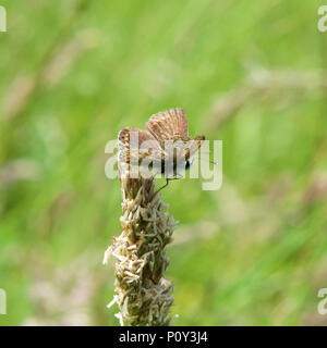 Surrey, Großbritannien. 10. Juni 2018. UK Wetter: Schmetterlinge auf der North Downs, Surrey. Eine gemeinsame Blauer Schmetterling Euplagia quadripunctaria weiblichen ruht auf Gras in einer Wiese auf der North Downs bei Colley Hill, Reigate, Surrey. 1540 Std. Sonntag, 10. Juni 2018. Foto © Lindsay Constable/Alamy leben Nachrichten Stockfoto