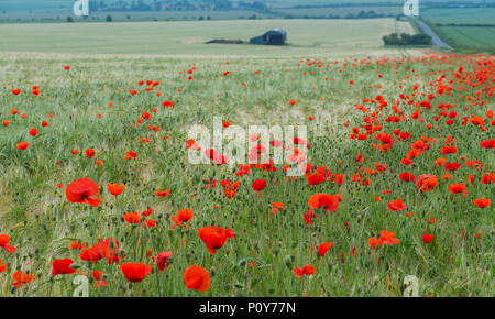 Sixpenny Handley, Dorset, Großbritannien. 10. Juni 2018. UK Wetter. Sonnig und sehr heiß in North Dorset über das Wochenende. Leuchtend rote Mohnblumen dot die Felder in der atemberaubenden Landschaft von Dorset. Credit: Celia McMahon/Alamy Leben Nachrichten. Stockfoto