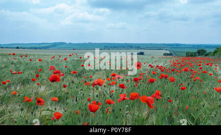 Sixpenny Handley, Dorset, Großbritannien. 10. Juni 2018. UK Wetter. Sonnig und sehr heiß in North Dorset über das Wochenende. Leuchtend rote Mohnblumen dot die Felder in der atemberaubenden Landschaft von Dorset. Credit: Celia McMahon/Alamy Leben Nachrichten. Stockfoto