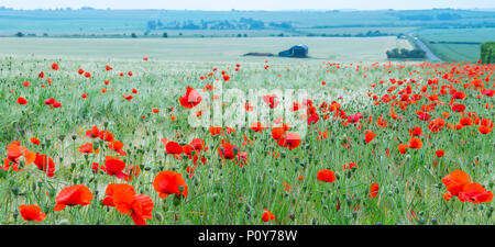 Sixpenny Handley, Dorset, Großbritannien. 10. Juni 2018. UK Wetter. Sonnig und sehr heiß in North Dorset über das Wochenende. Leuchtend rote Mohnblumen dot die Felder in der atemberaubenden Landschaft von Dorset. Credit: Celia McMahon/Alamy Leben Nachrichten. Stockfoto