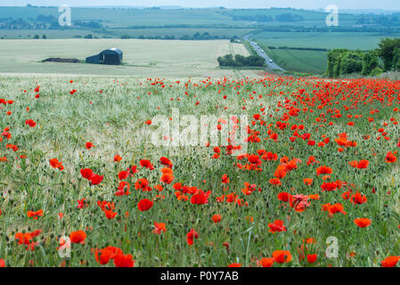 Sixpenny Handley, Dorset, Großbritannien. 10. Juni 2018. UK Wetter. Sonnig und sehr heiß in North Dorset über das Wochenende. Leuchtend rote Mohnblumen dot die Felder in der atemberaubenden Landschaft von Dorset. Credit: Celia McMahon/Alamy Leben Nachrichten. Stockfoto