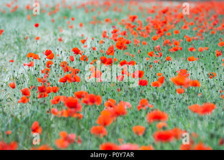 Sixpenny Handley, Dorset, Großbritannien. 10. Juni 2018. UK Wetter. Sonnig und sehr heiß in North Dorset über das Wochenende. Leuchtend rote Mohnblumen dot die Felder in der atemberaubenden Landschaft von Dorset. Credit: Celia McMahon/Alamy Leben Nachrichten. Stockfoto