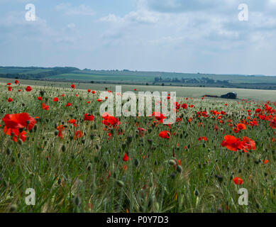 Sixpenny Handley, Dorset, Großbritannien. 10. Juni 2018. UK Wetter. Sonnig und sehr heiß in North Dorset über das Wochenende. Leuchtend rote Mohnblumen dot die Felder in der atemberaubenden Landschaft von Dorset. Credit: Celia McMahon/Alamy Leben Nachrichten. Stockfoto