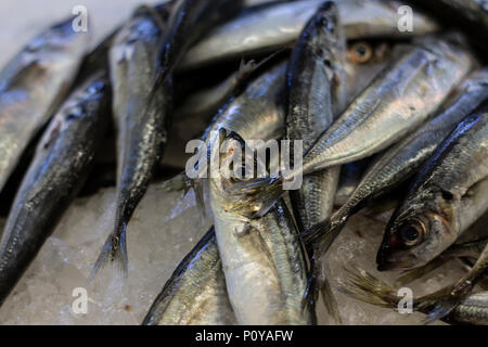 Frische Fische auf dem Fischmarkt, Fisch auf viele Arten von Fisch Stockfoto