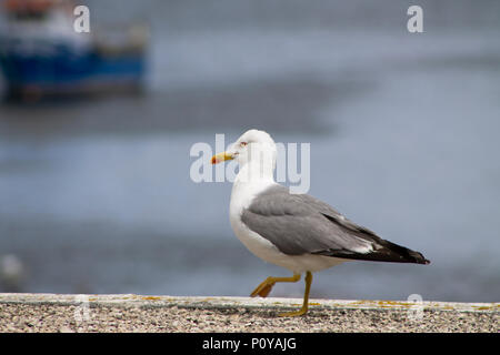 Weiße und graue Möwe Vogel Spaziergänge auf den Felsen Stockfoto