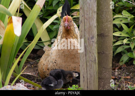 Henne und mit schwarzen und braunen Küken, laufen und Bewegen Stockfoto