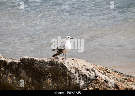 Weiße und graue Möwe Vogel Spaziergänge auf den Felsen Stockfoto