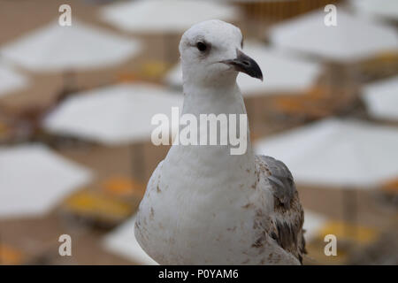 Weiße und graue Möwe Vogel Spaziergänge auf den Felsen Stockfoto