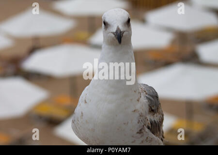 Weiße und graue Möwe Vogel Spaziergänge auf den Felsen Stockfoto