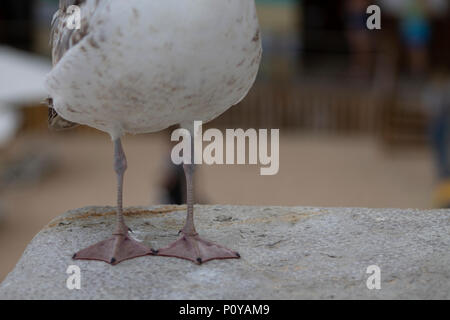 Weiße und graue Möwe Vogel Spaziergänge auf den Felsen Stockfoto