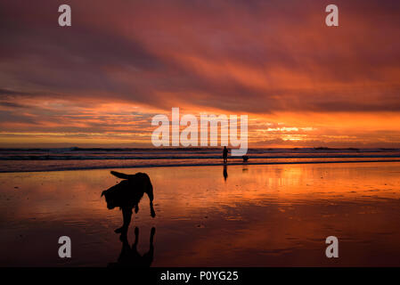 Muriwai Strand bei Sonnenuntergang mit einem Hund, Neuseeland Stockfoto