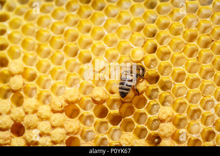 Einsame Biene sitzt auf Wabe, close-up Stockfoto